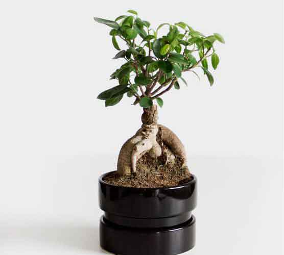 官方认证的ddos在线攻击测试网站