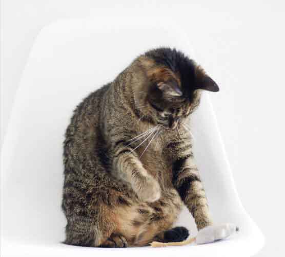 一键资源释放的ddos攻击器安卓ios下载